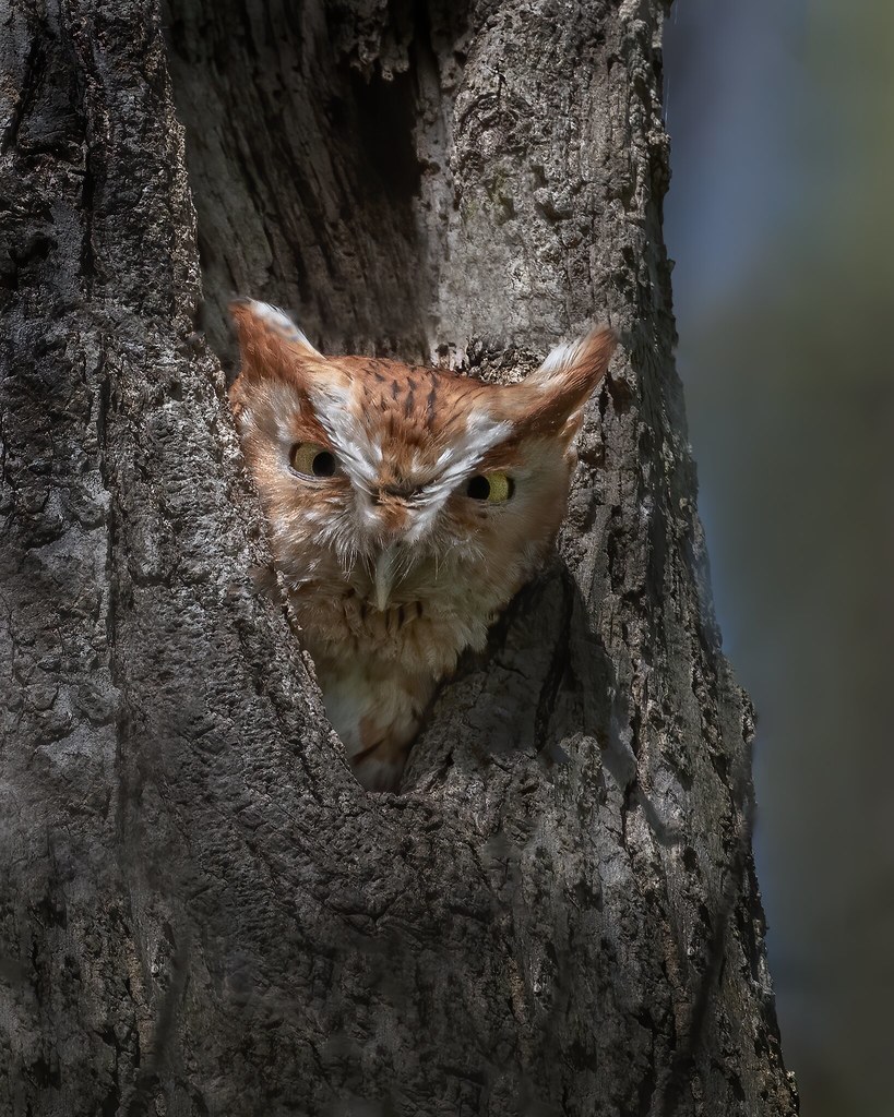 Eastern Screech Owl Red Morph