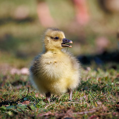 [image: Greylag goose gosling] 