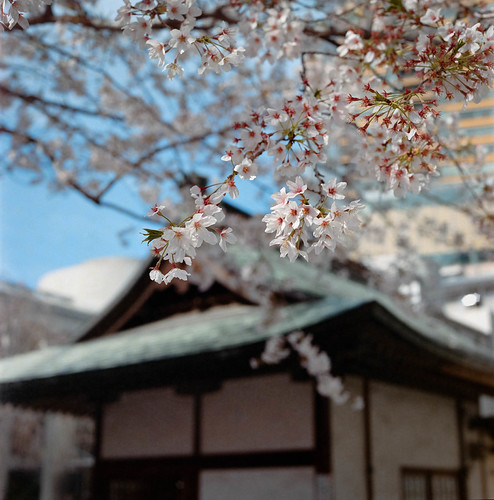 Last of the Flowers | by RunnyTokyo