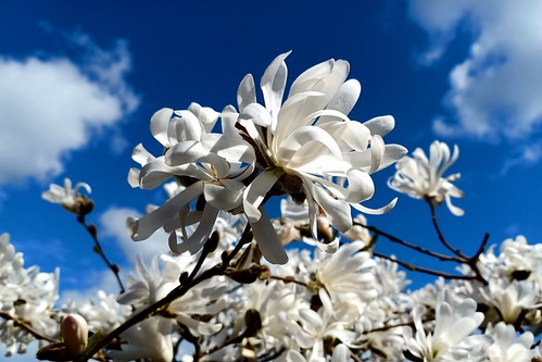 White and blue | by Steenjep