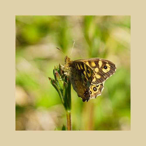 Speckled wood (butterfly) | by atsjebosma