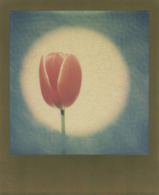 Light to me.I’m a tulip,I’m.