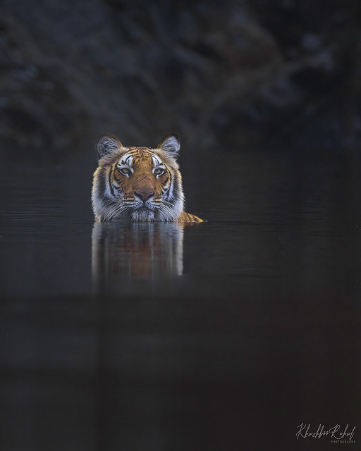 Wild Royal Bengal Tiger from Jim Corbett national park
