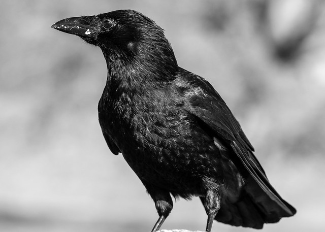 bradgate crow-3