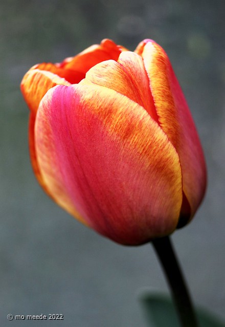 Tulpe aus meinem Garten ...