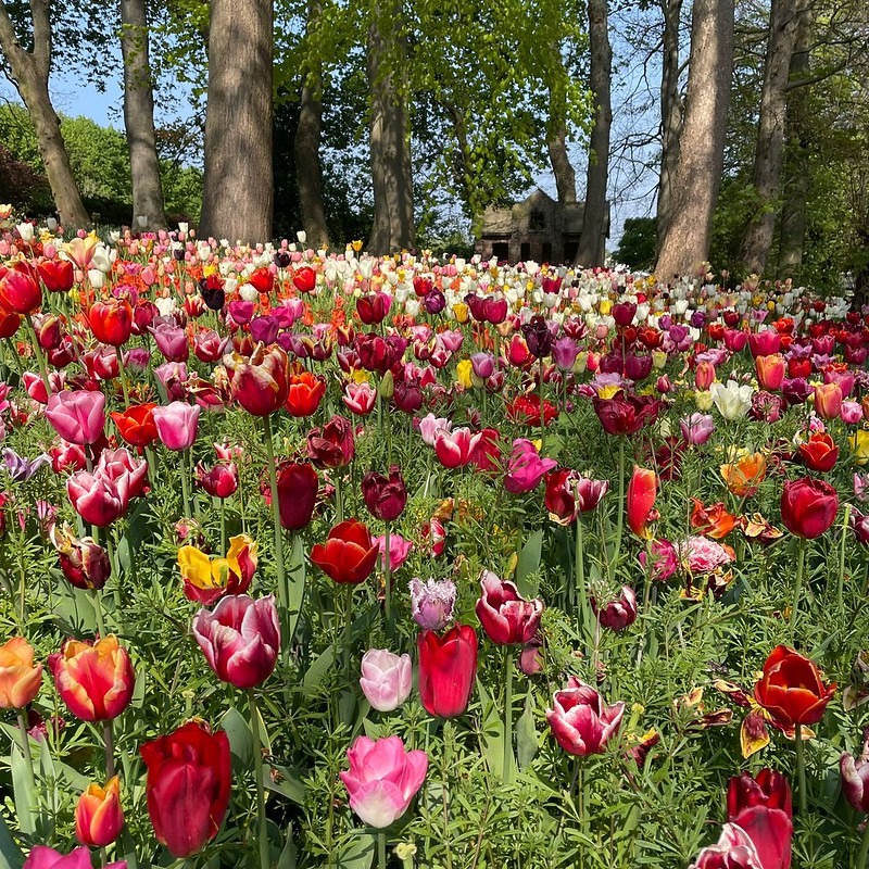 Tulipanes Groot-Bijgaarden