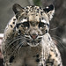 			<p><a href="https://www.flickr.com/people/154721682@N04/">Joseph Deems</a> posted a photo:</p>
	
<p><a href="https://www.flickr.com/photos/154721682@N04/52026569628/" title="Clouded Leopard"><img src="https://live.staticflickr.com/65535/52026569628_8363a0db5d_m.jpg" width="240" height="231" alt="Clouded Leopard" /></a></p>

<p>Dallas Zoo</p>