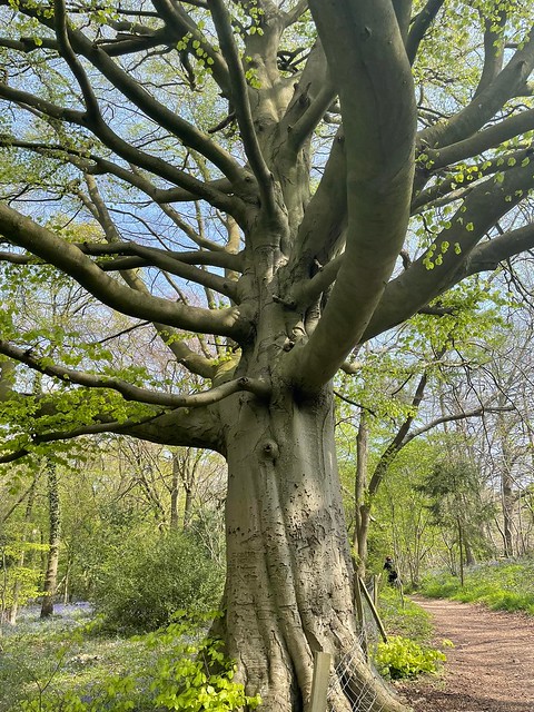 big tree Knockhurst Circular