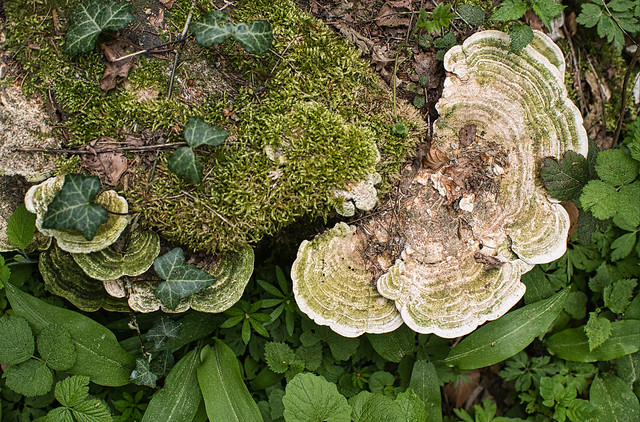 fungi, moss and ivy