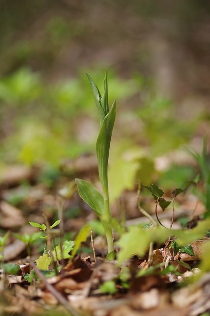 White Helleborines nearly there....