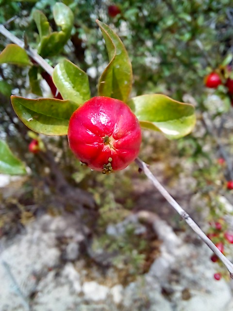 pomegranate flower