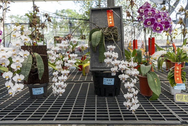 史塔基蝴蝶蘭 Phal stuartiana
