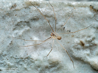 Daddy-long-legs spider (Modisimus culicinus) - P4104262