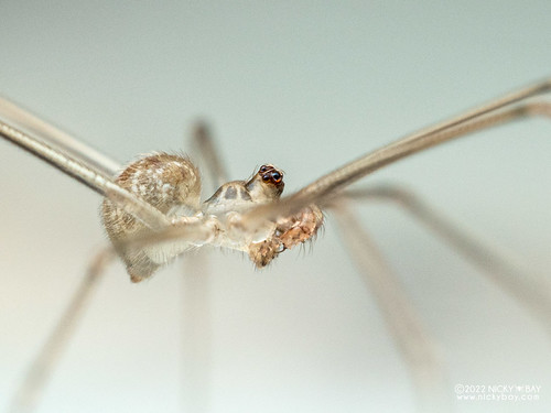 Daddy-long-legs spider (Modisimus culicinus) - P4104285 | Flickr