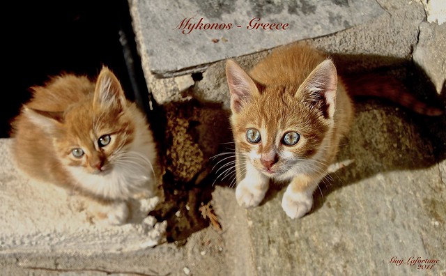 TWO PRETTY CURIOUS KITTENS in MYKONOS, GREECE