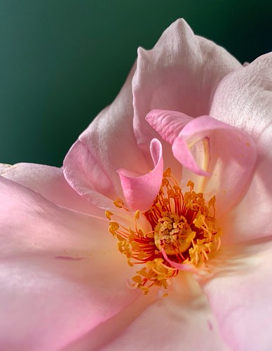 …a delicate thought is a flower of the mind…🌸💚 | by sun_project
