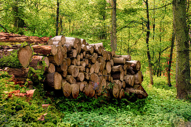 Holzstapel  /  Wood pile