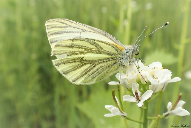 Butterfly 2114