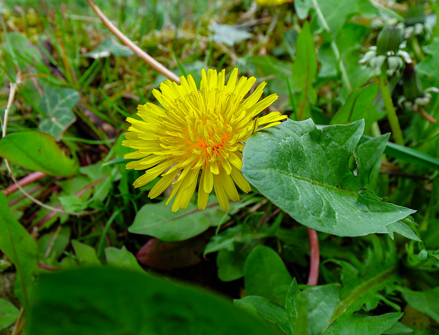 Dandelion