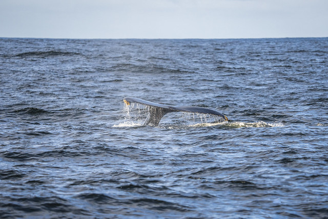 Humpback Whale Tail Flukes Breaching Marine Wildlife Monterey Bay Landscape Seascape Ocean Art Photography! Sony Alpha 1 & Sony FE Telephoto Zoom 70-200mm f/2.8 GM OSS E-Mount Lens SEL70200G ! 45EPIC Elliot McGucken Sony A1 ILCE-1 Art California Whales !