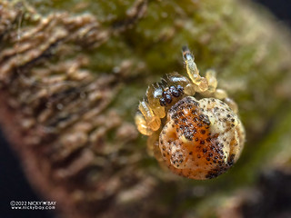 Lumpy comb-footed spider (Phoroncidia sp.) - PC130912