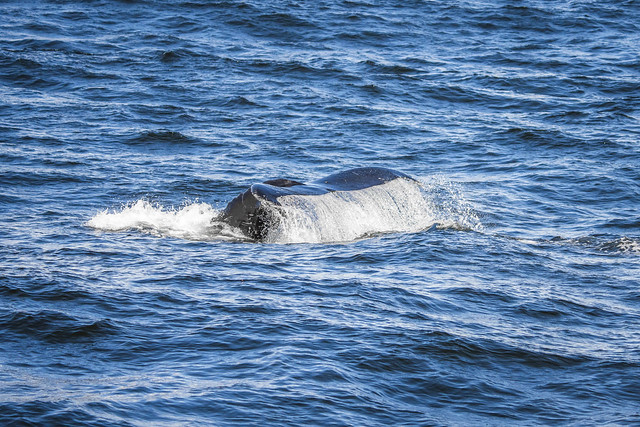 Humpback Whale Tail Flukes Breaching Marine Wildlife Monterey Bay Landscape Seascape Ocean Art Photography! Sony Alpha 1 & Sony FE Telephoto Zoom 70-200mm f/2.8 GM OSS E-Mount Lens SEL70200G ! 45EPIC Elliot McGucken Sony A1 ILCE-1 Art California Whales !