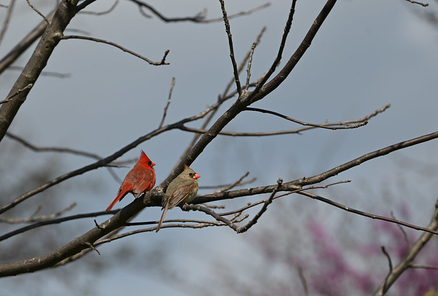 Cardinal Couple