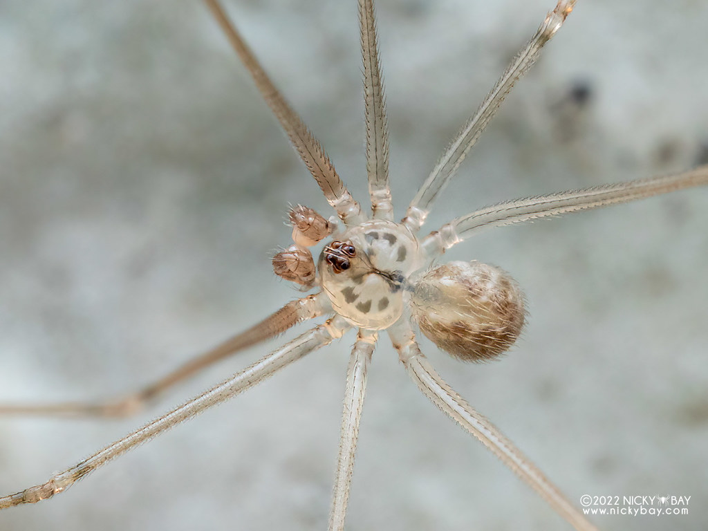 Daddy-long-legs spider (Modisimus culicinus) - P4104267 | Flickr