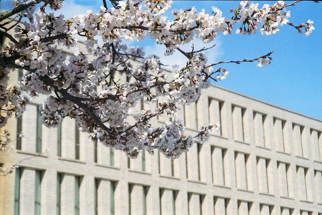 cherry blossoms at TU Darmstadt