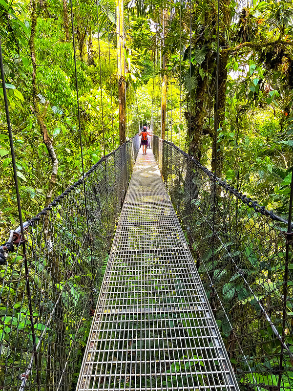 THanging Bridge in the Tropical Rain Forest, Costa Rica