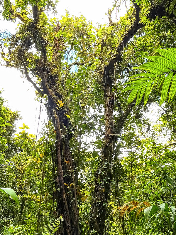 Tropical Rain Forest, Costa Rica
