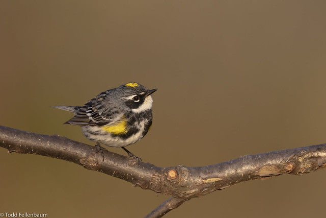 L0A0856-Yellow-rumped Warbler