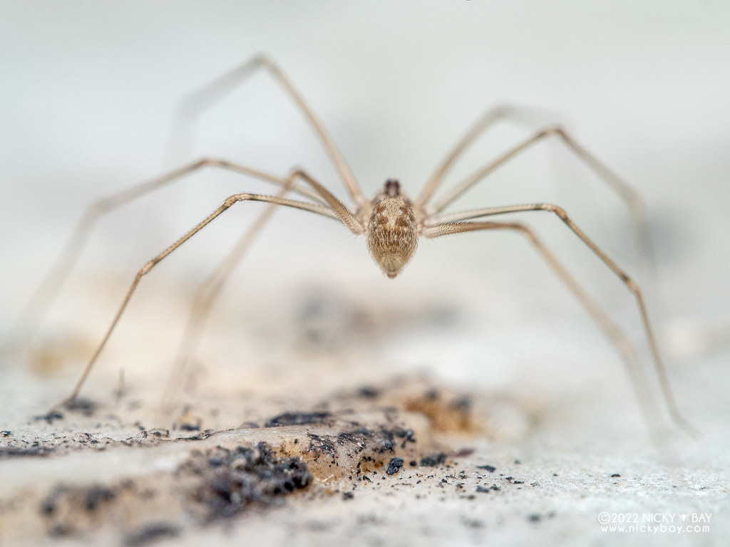 Daddy-long-legs spider (Modisimus culicinus) - P4104292 | Flickr