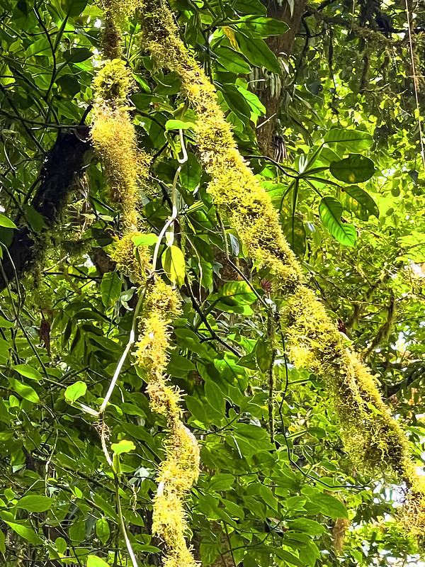 Tropical Rain Forest, Costa Rica