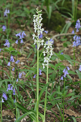 Early Purple Orchid Orchis mascula var. alba