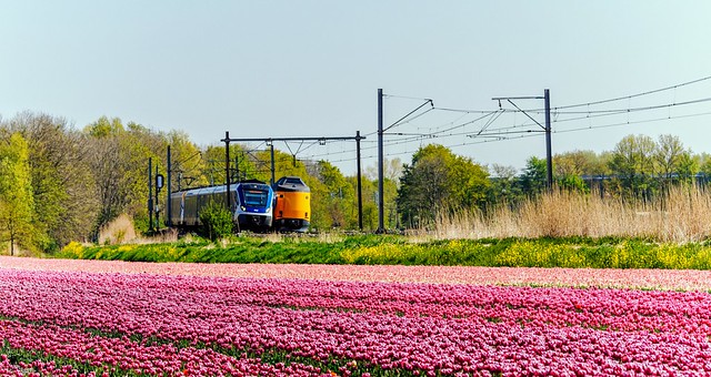 Trains and tulips in the Netherlands