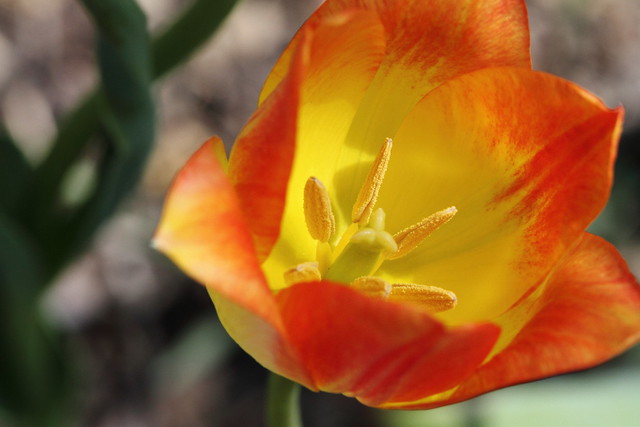 Triumph tulip, 'Aperitif'