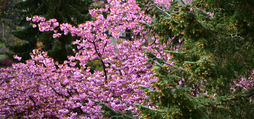 blossoms balcony view mybalcony gardenvillage burnaby britishcolumbia trees seeds cones flowers crop needles branhes