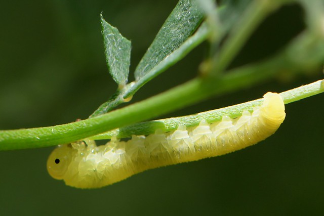 Caterpillar-like larva of a Sawfly Wasp