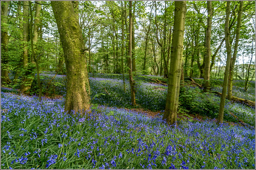 landscapedetails woodlands spring bluebells