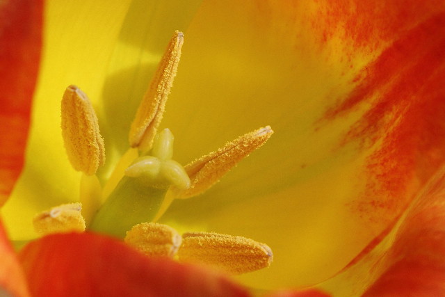 Triumph tulip, 'Aperitif'