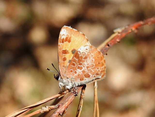 Harvester Butterfly - Feniseca tarquinius