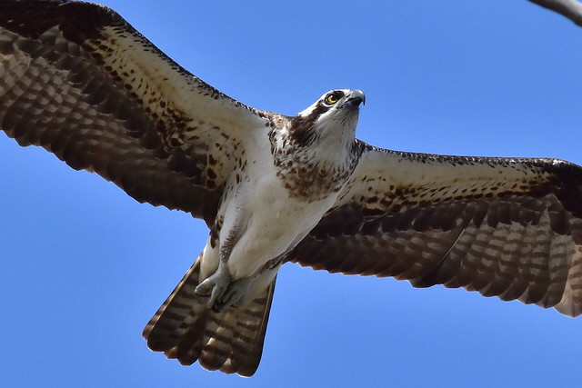 DSC_6105 Cropped from 6104, Osprey coming in for a landing @ Arboretum