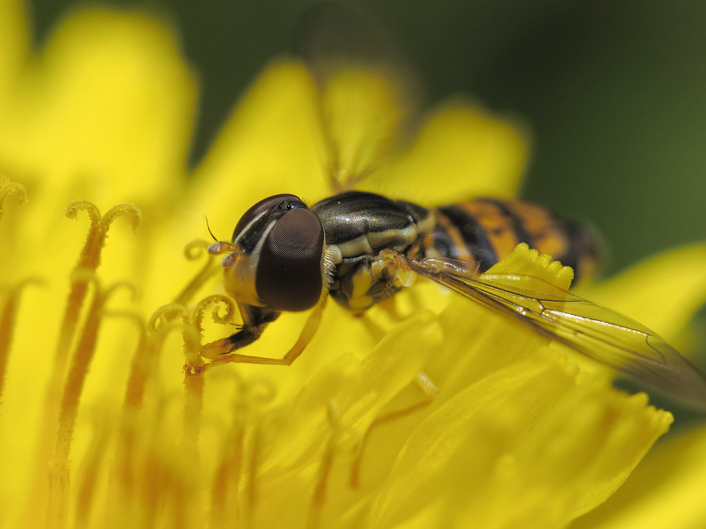 Hover fly stack