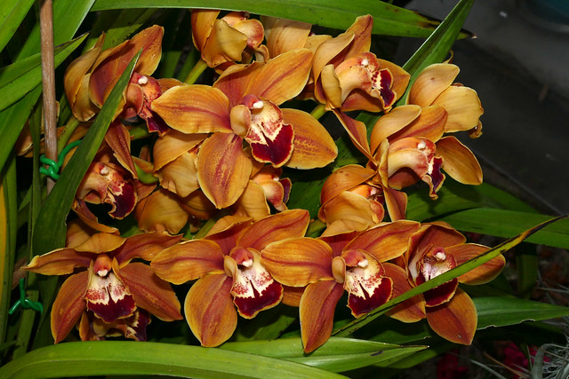 Cymbidium Legendary Karen hybrid orchid 4-22
