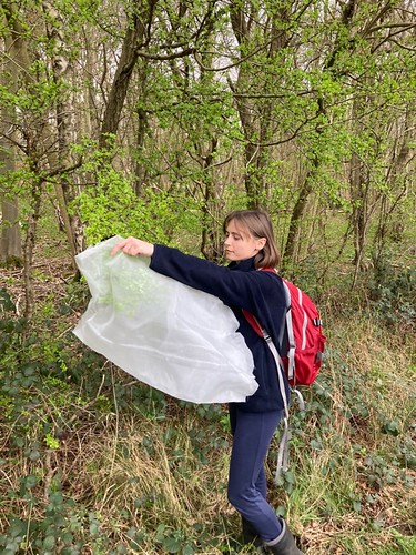 Mon, 04/25/2022 - 14:12 - Eleanor Jackson has been adding insect exclusion netting to hawthorn branches in Wytham Woods.  Photo credit to Oliver Cheal.