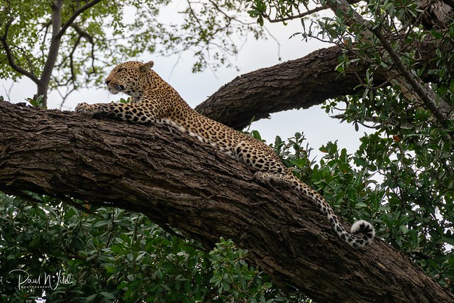 Another shot of that female leopard