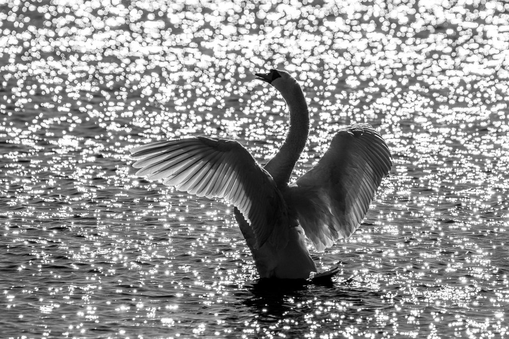 Swan against the light