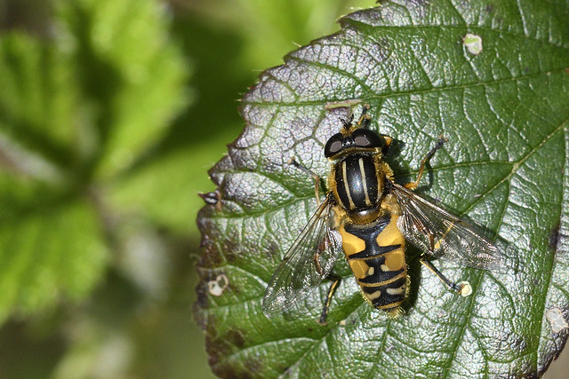 Hoverfly, Helophilus pendulus, Foxley