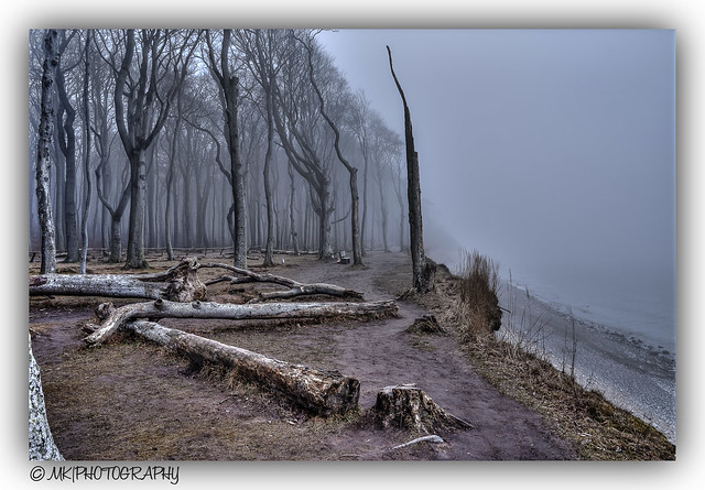 Gespensterwald - ghost forest